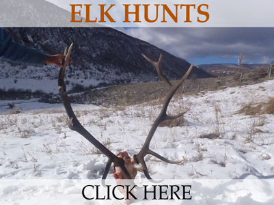 Elk Hunting in Colorado